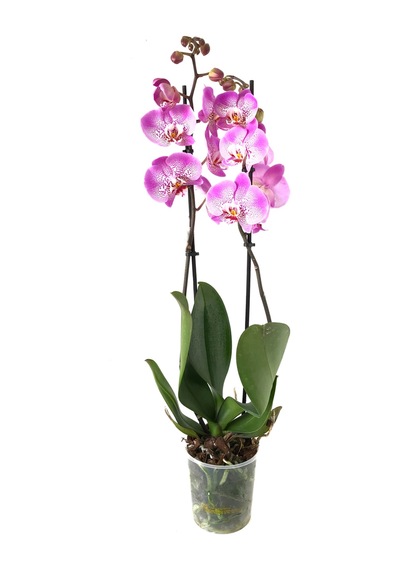 Phalaenopsis 'Jillion' (Fuşya Orkide) Ø12 CM 70-80 CM