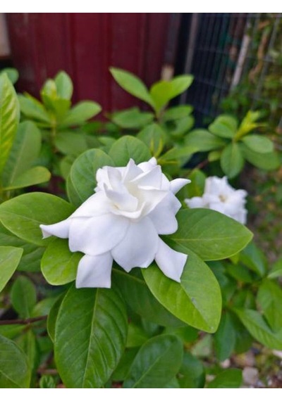 Videolu 1 Adet Anneler Günü Özel Mis Gardenya Çiçeği 20-35cm Saksılı Sukulent Hediye Gardenia