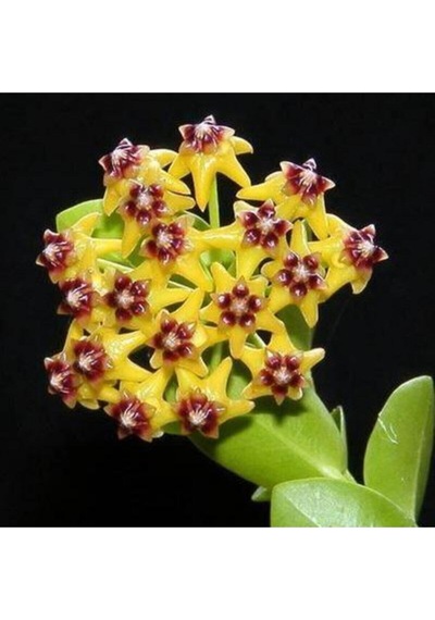 Mum Çiçeği Özel Renk 2. 1. Kalite Özel Ürün 15 20 Cm