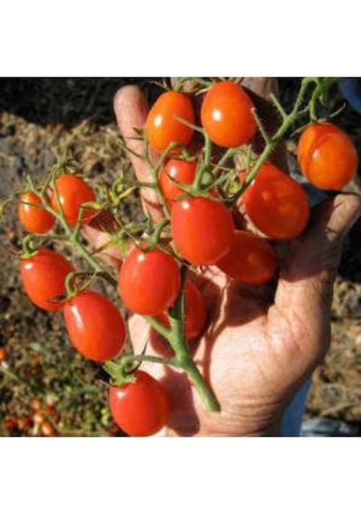 25 Adet Tohum Organik Köy Cherry Çeri Domates Tohumu Saksı Toprak Hediyemizdir