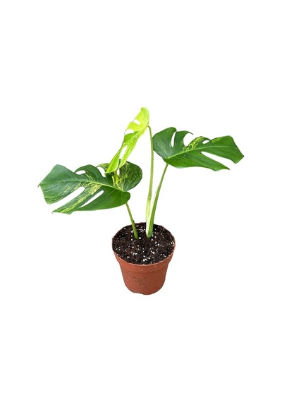 Monstera Deliciosa 'Aurea' (Deve Tabanı) Ø17 CM Y40-45 CM