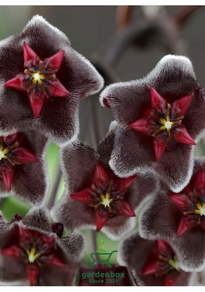 Özel Tür Bordo Renk Mum Çiçeği 10-20cm Hoya Carnosa