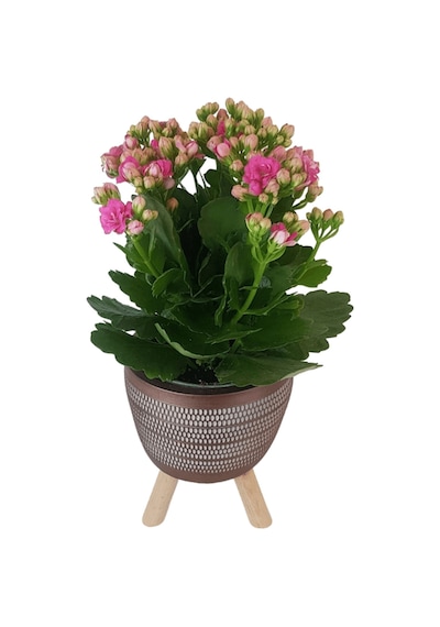 Pembe Kalanşo Kiremit Rengi Damla Saksıda  Kalanchoe