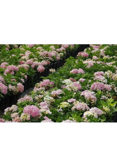 Ortanca Fidanı 5 Adet - Saksılı 20-40 Cm