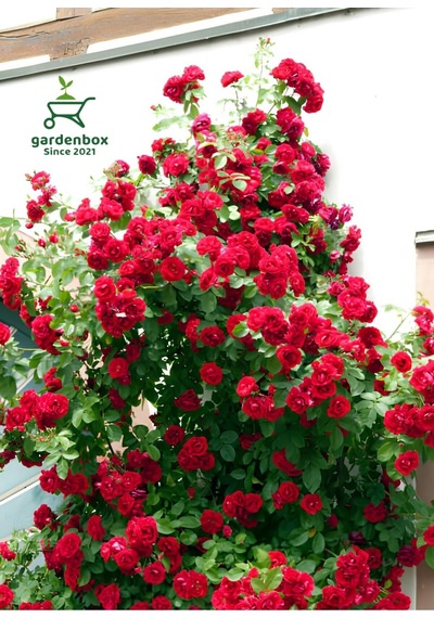 Kırmızı Sarmaşık Gül Fidanı 1 Adet Saksılı/tüplü 50-80cm Red Rose