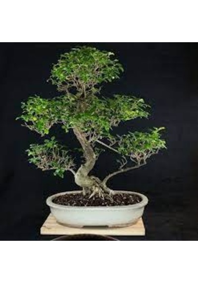 10 Adet Tohum Nadir Kurt Bağrı Bonsai Ağaç Tohumu Saksı Toprak He