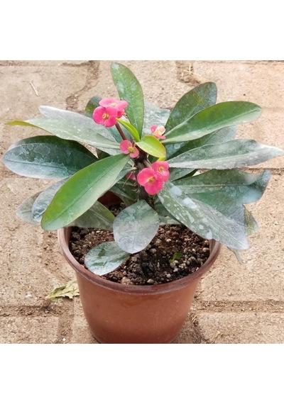 Büyük Boy Kırmızı Euphorbia Milli / Dikenler Tacı, Saksıda