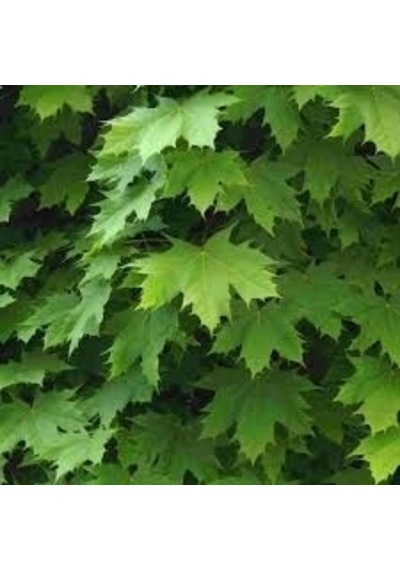 Akçaağaç Fidanı - Acer Platanoides 3 Adet