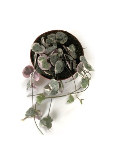 Ceropegia Woodii 'Variegata' (Kalp Kalbe Karşı Çiçeği) Ø8,5 CM Y10-15 CM