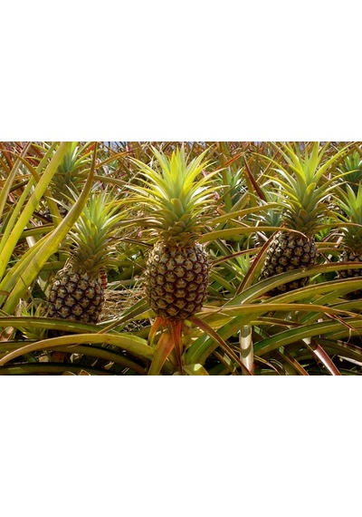 Tropikal Meyve Ananas Tohumu 3 Tohum + Tohum