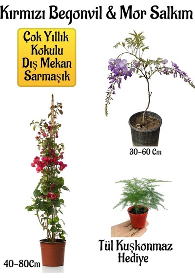 Kırmızı Begonvil Çiçeği+mor Salkım Ağacı Fidanı Tül Kuşkonmaz Bahçe Peyzaj Seti