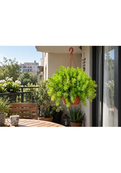 Makrome Sarı Sedum - Askılı Balkon Bitkisi