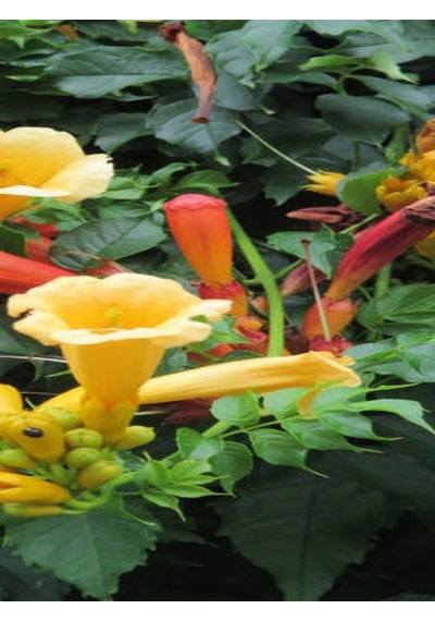 Videolu Sarı Acem Borusu Çiçeği Fidanı 40-60 Cm Saksılı Çiçekli Bodur Bitkiler Campsis Grandiflora