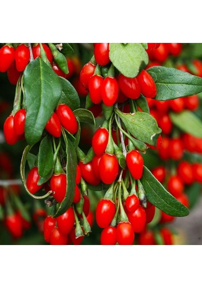 Soğuklara Dayanıklı İnstant Success Kırmızı Meyveli Goji Berry Fidanı Seneye Meyve