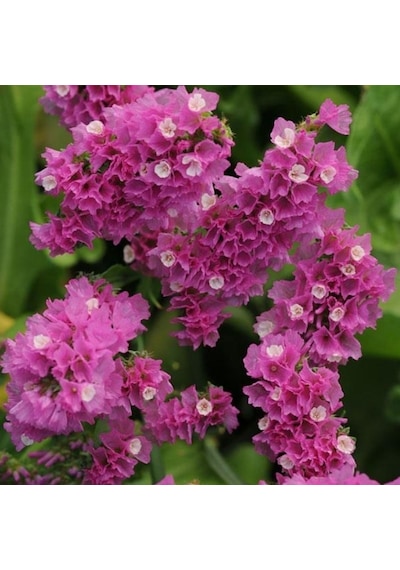 Limonium Sinuatum Deep Rose Deniz Lavantası Tohumu 30 Tohum