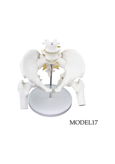 Femur Eklemli Pelvis Leğen Maketi Model 17
