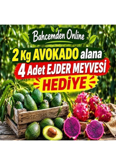 2 Kg Avokado Alana 4 Adet Ejder Meyvesi Hediye