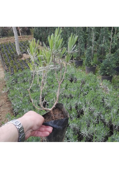 5 Adet Lavanta Fidanı Lavandula Officinalis. Dahil