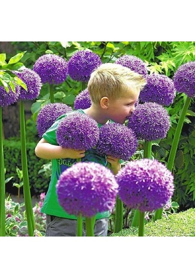 Dev Mor Allium Bitkisi Tohumu 3 Tohum + Tohum