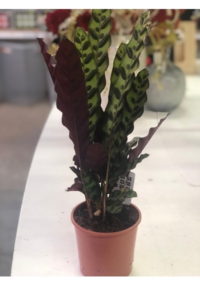 Calathea Lancifolia - Çıngıraklı Yılan Bitkisi 2118