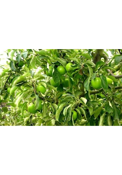 Granny Smith Elma Fidanı 3 Adet