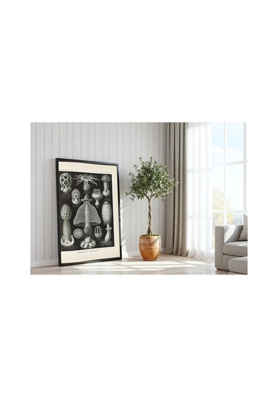 Botanik Haeckel Mantarlar Levhası Çerçevesiz Poster 21x30 Cm A4 Botanik Doğa Tarihi Duvar Dekoru