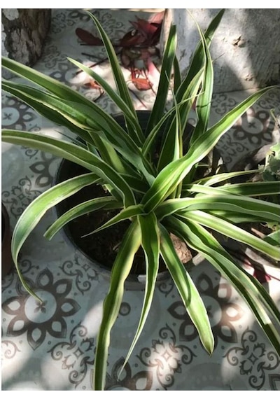 Videolu 1 Adet Kurdela Çiçeği Fidanı 40-60cm Saksılı Ribbon Flower Seedling