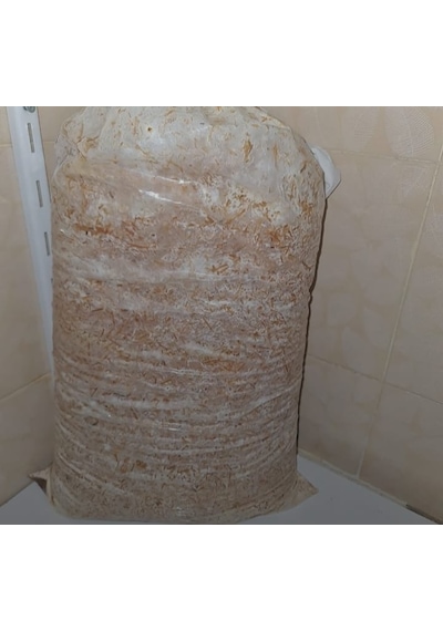 12 Lt 6 Kg Istiridye Mantarı Miseli Tohum Kompostu Mantar Vermeye Hazır Durumda