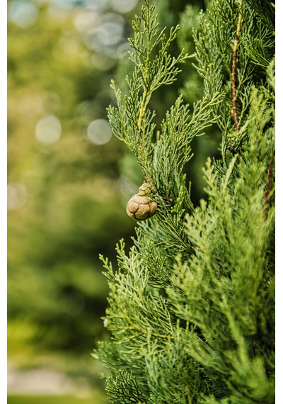 Altuni Mazı Fidanı Thuja Orientalis Aurea Tüplü Herdem Yeşil Bahçe Çit Bitkisi