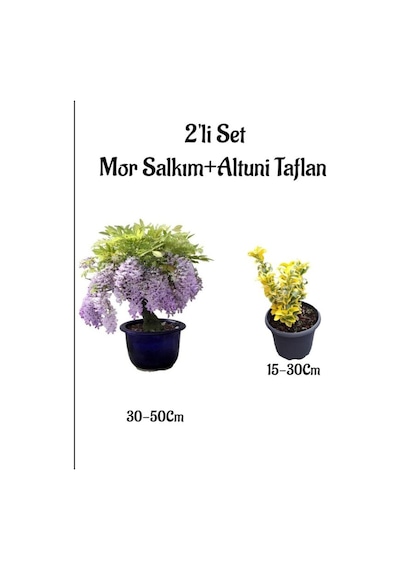 Mor Salkım Ağacı Fidanı+altuni Taflan Çit Bitkisi 2'li Set Dış Mekan Bitkisi