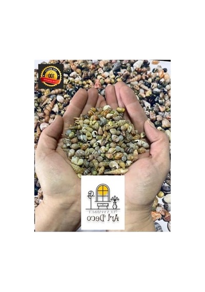 250 Adet Gerçek Deniz Kabuğu Seti, 0,30-1,50 Mm Boyutlarında 000 Açık Krem
