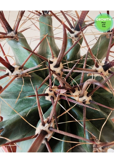 Ferocactus Peninsulae 1 Adet