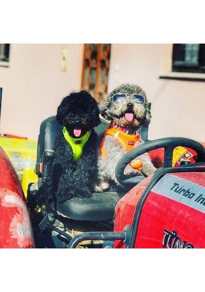 Air-mesh Küçük Ve Orta Irk Kedi Köpek Göğüs Tasması - Yumuşak, Nefes Alabilir, Dayanıklı Neon-turuncu, Medium