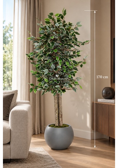 170 Cm Yapay Ficus Beyaz Küre Dekoratif Ağaç Yeşil