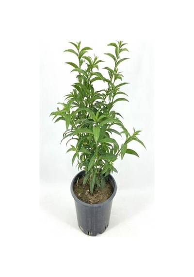 Yoğun Kokulu Melisa Çiçeği 4 Adet 55-80 Cm Saksılı/tüplü Bahçe Bitkisi Cestrum