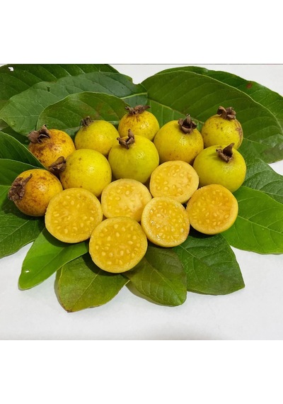 Üzüm Guava Fidanı Nadir Sarı Meyveli Egzotik Guava Çeşidi Psidium Guineense