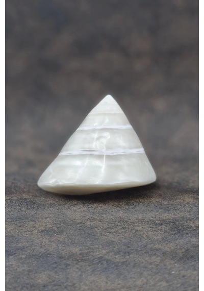 Spiral Silver Shell Deniz Kabuğu 33-ss