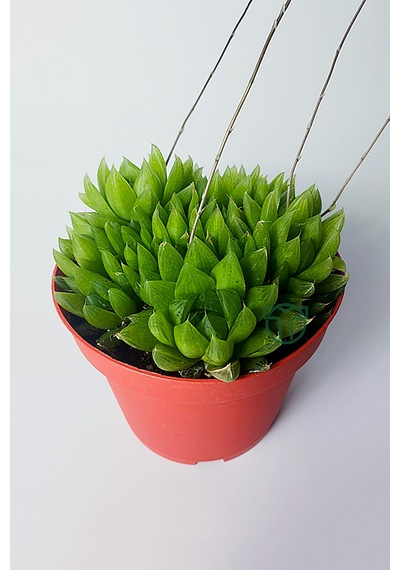 Haworthia Cymbiformis Şeffaf Yapraklı Büyük Boy Sukulent 1 Adet