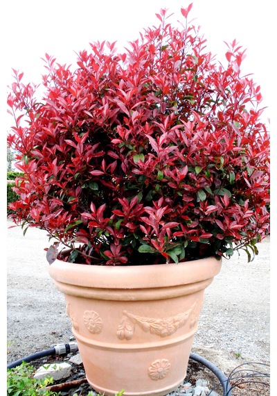 Bahçevilya 50-60 Cm Boyunda Alev Ağacı Photinia Fraseri Fidanı
