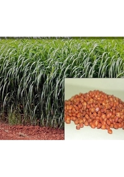 Sorgum Sudan Otu Tohumu 1 KG