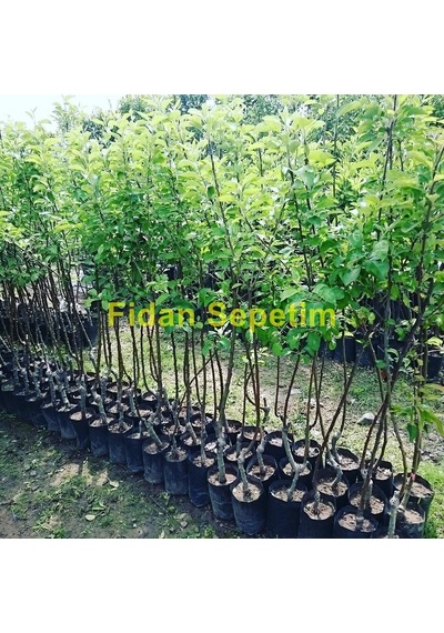3 Yaş Aşılı Red Chief Elma Fidanı