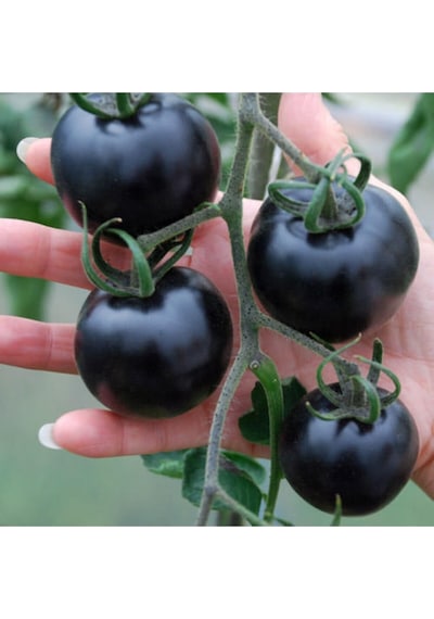 Nadir Ithal Siyah Domates Tohumu Black Tomato 5 Tohum