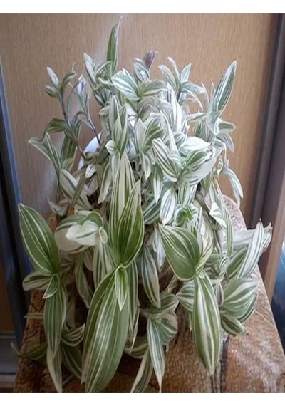 1 Adet Beyaz Alacalı Telgraf Çiçeği 10-15 Cm Saksılı Çiçekli Bodur Tradescantia Albiflora Diğer
