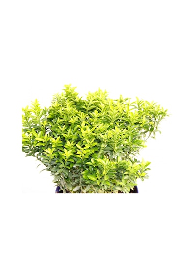 Taflan Microphyllus 5 Adet - Mavi Saksıda  6314