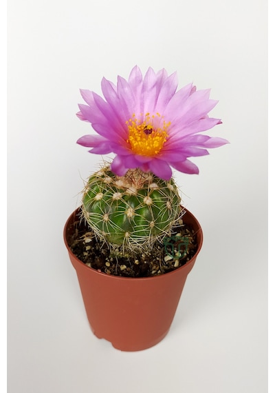 Natocactus Ubelmanianus Pembe Çiçek Açan Kaktüs Özel Tür Saksıda 5.5 CM