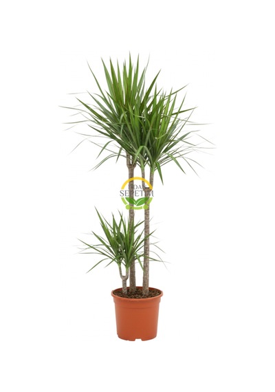 2 Gövdeli Dracaena Marginata Çiçeği 120-140cm