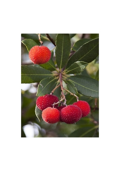Dashing Look Tropikal Çin Çileği Tohumu 2 Adet Tohum Myrica Çilek Th-thmcmthm151