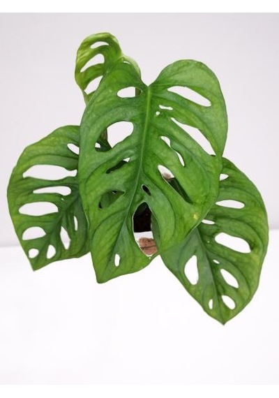 Monstera Obliqua Deve Tabanı Sarmaşık Cins Özel Toprak Saksısında