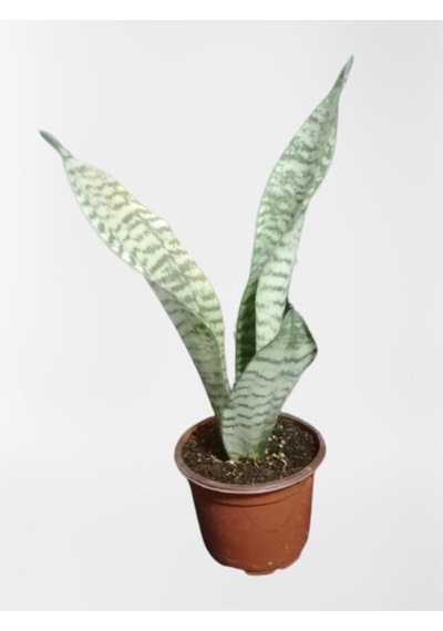 Mini Paşa Kılıcı Sansevieria 30-40cm