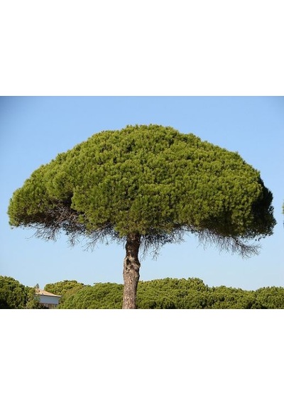 Fıstık Çamı Fidanı 3 Adet - Pinus Pinea